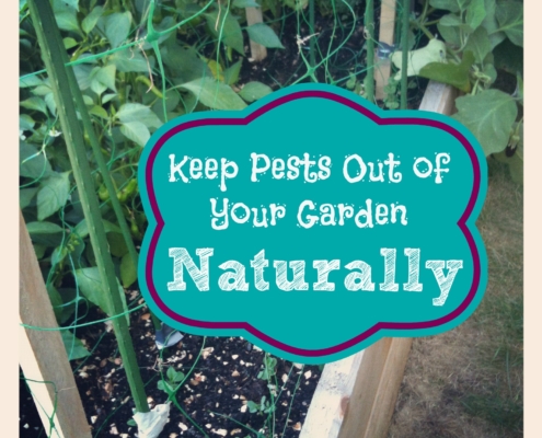 Keep Pests Out of Your Garden Naturally