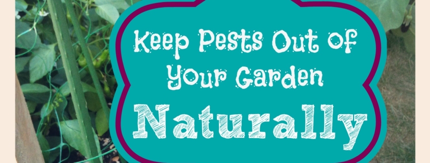 Keep Pests Out of Your Garden Naturally
